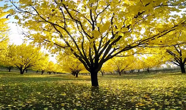 Iğdır'ın kayısı bahçelerinde sonbahar güzelliği