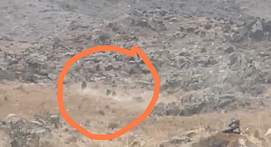 Karakoyunlu'da tarlaya giden çiftçi üç tane ayıyla karşılaştı!