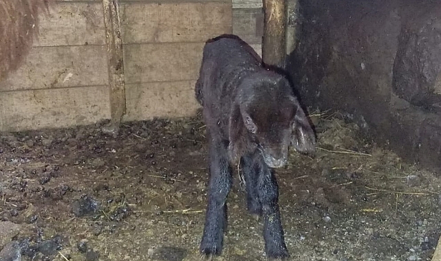 Iğdır'da Anüsü Olmayan Kuzu: Nadir Bir Olay ve Umut Veren Mücadele